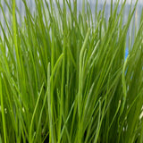 Tall Fescue Coated Lawn Seed
