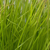 Green Supreme Uncoated Lawn Seed